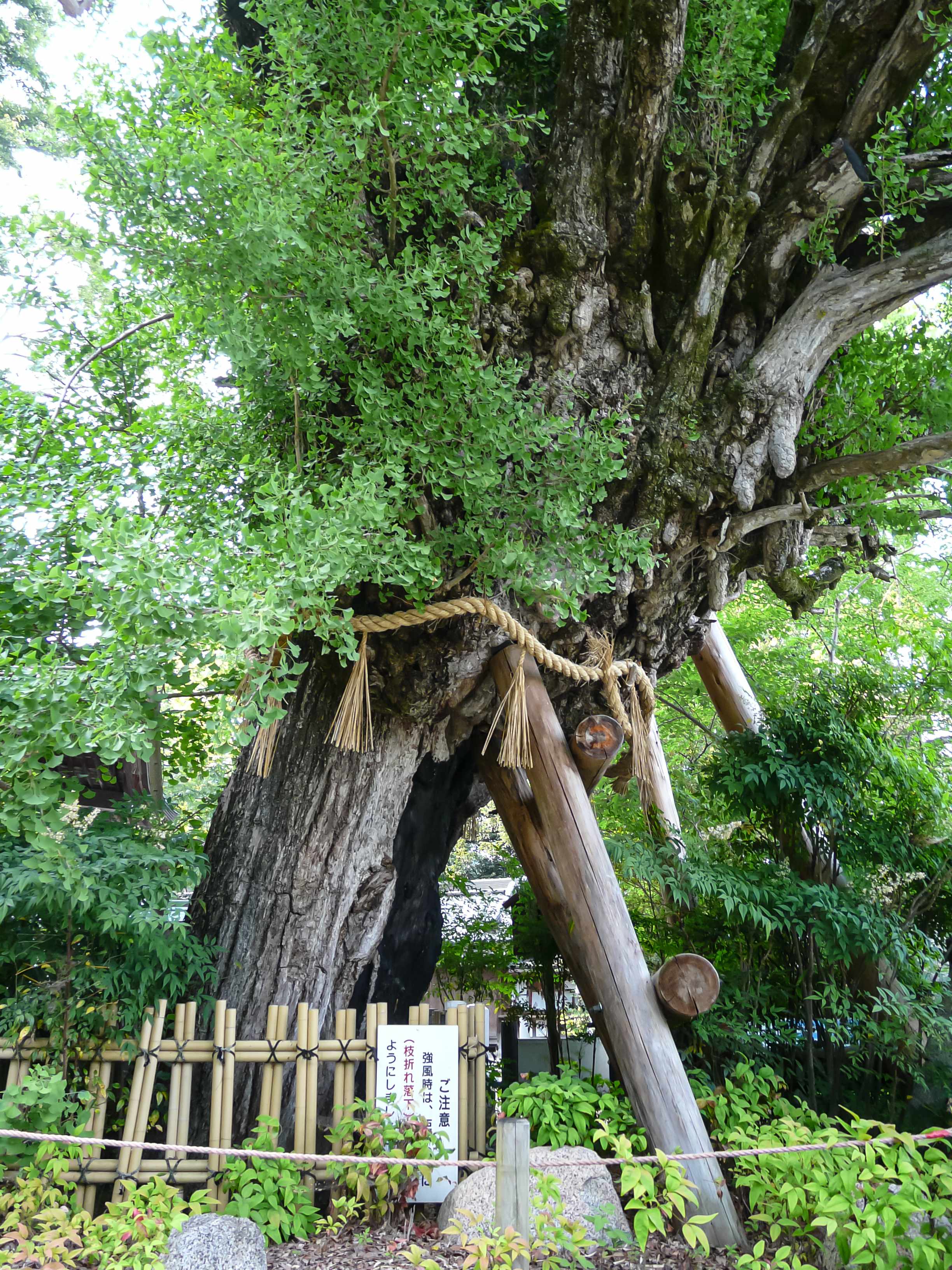 ⛩️ 히토코토누시 신사 (一言主神社) 이미지 7
